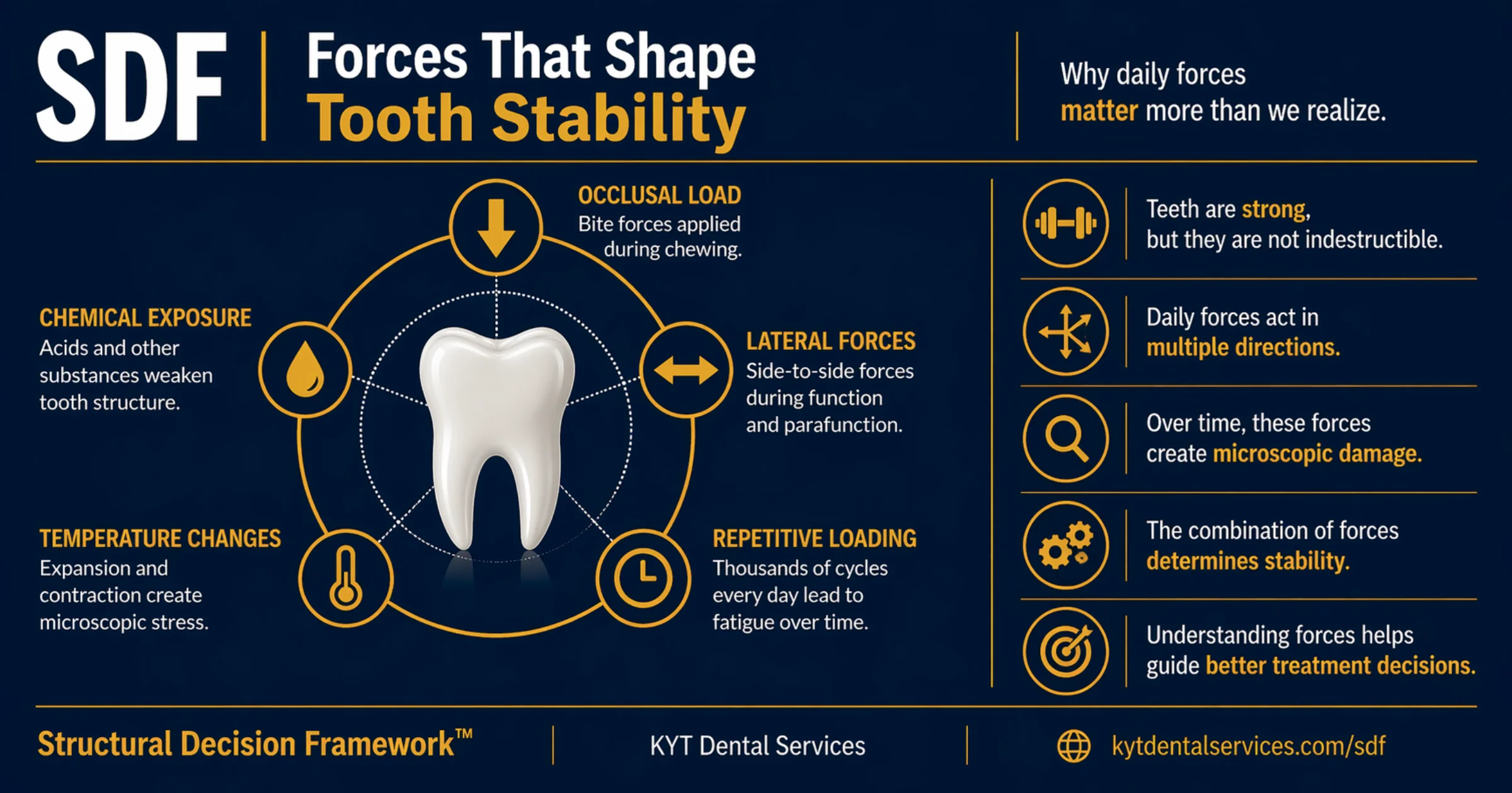 Forces That Shape Tooth Stability diagram