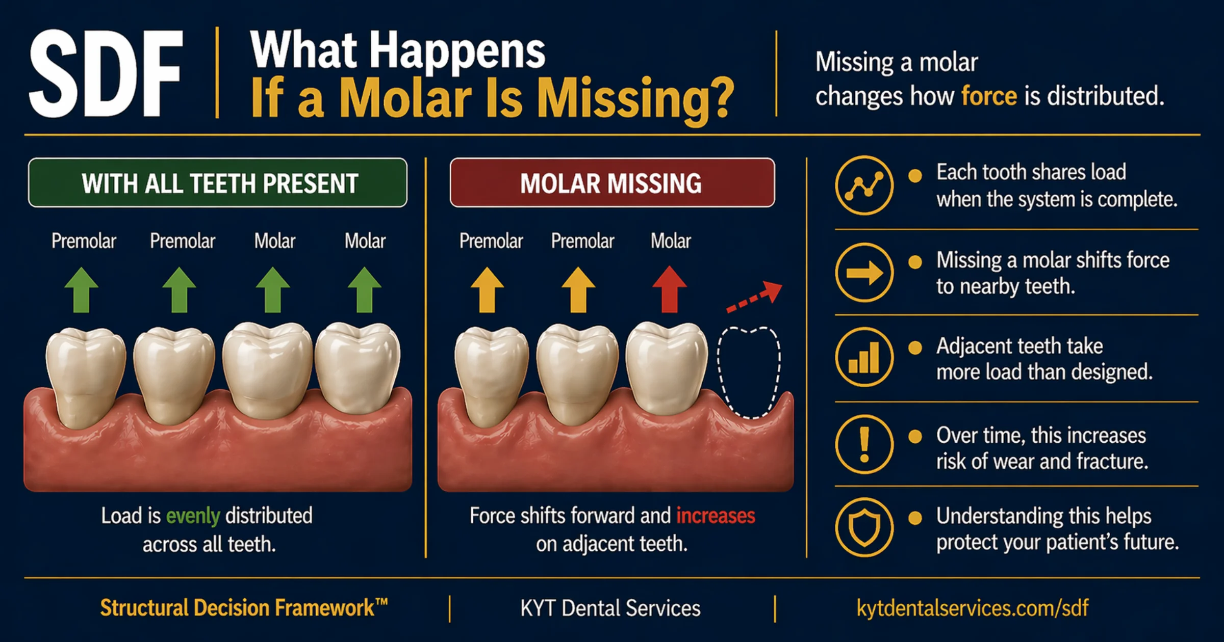 What Happens If a Molar Is Missing? diagram