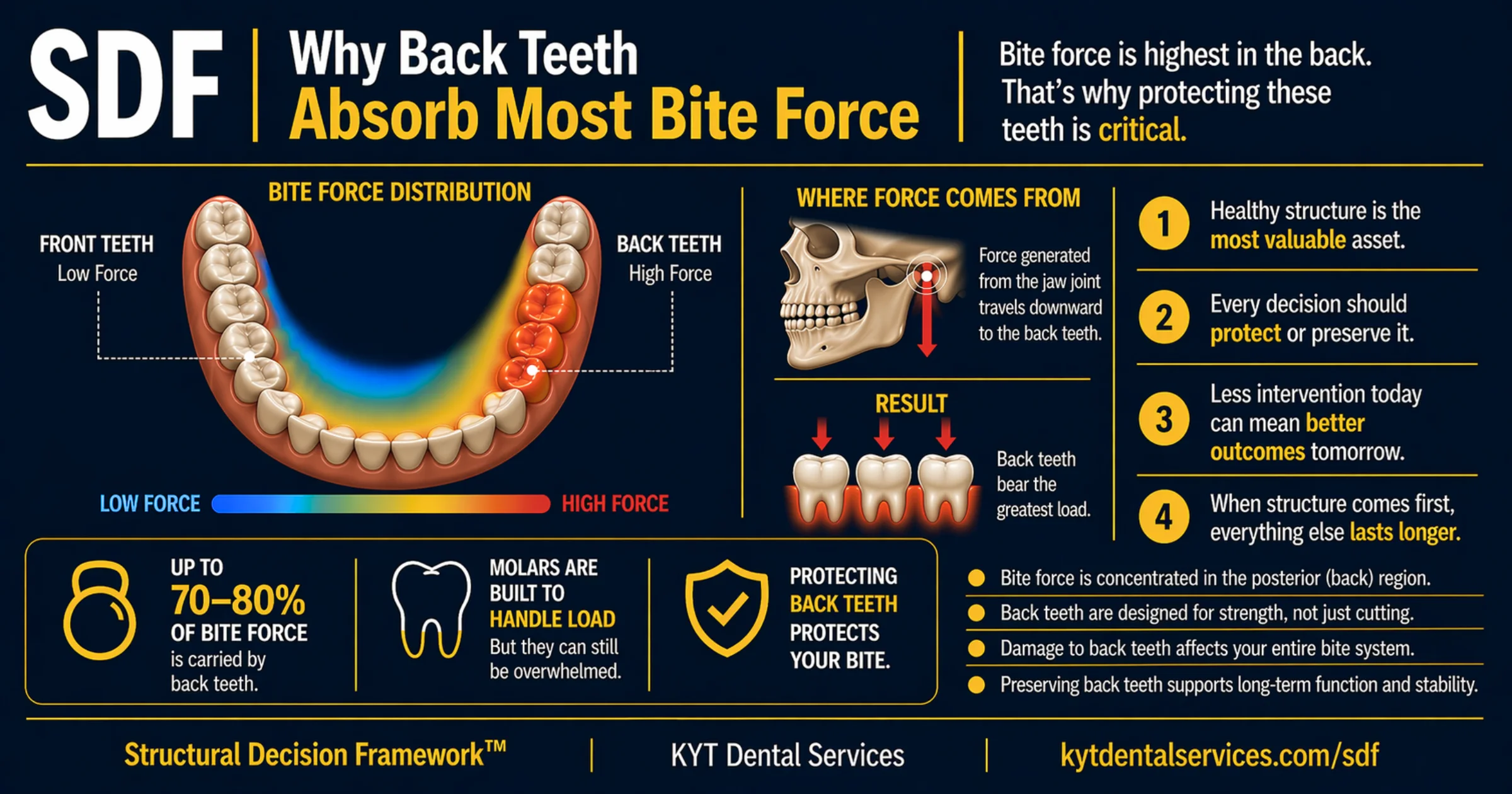 Why Back Teeth Absorb Most Bite Force